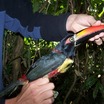 Fiery-billed Aracari